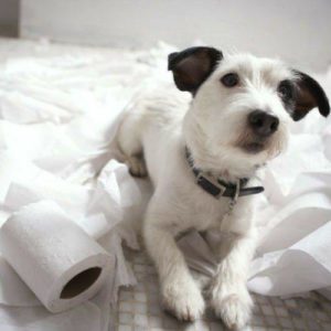 curso ansiedad por separacion canina