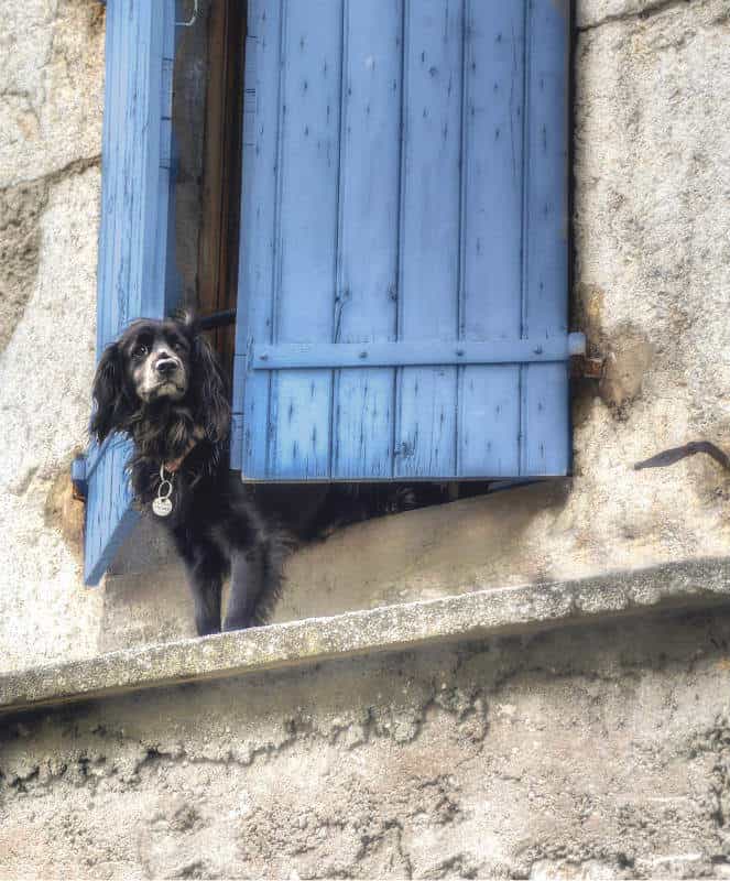 perro mirando por la ventana ansiedad por separacion