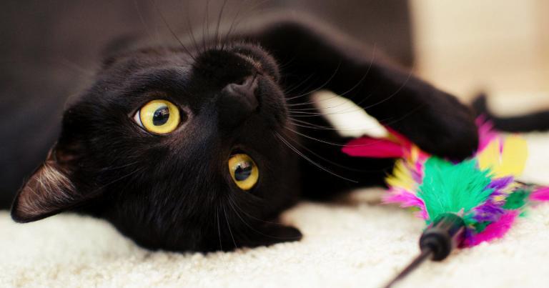 cuidados básicos del gato