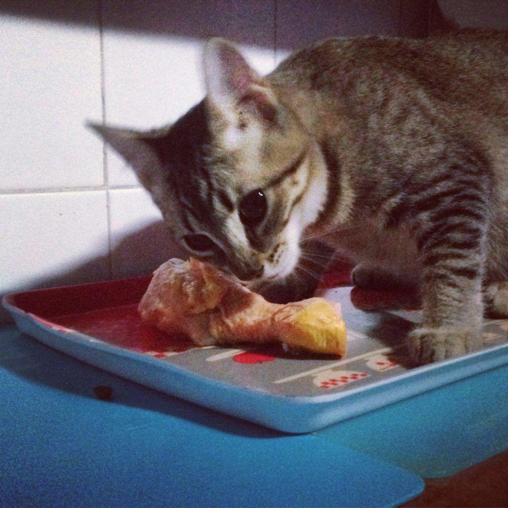 gato comiendo pollo crudo