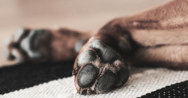 patitas de tu perro
