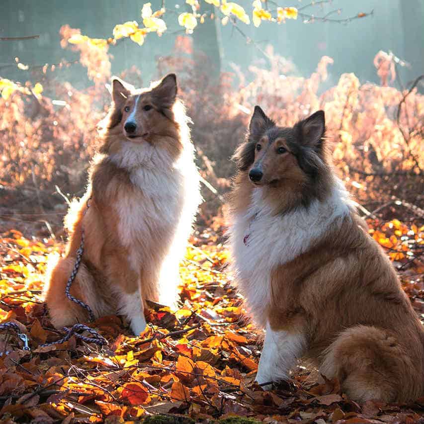 dos rough collie sentados en el bosque