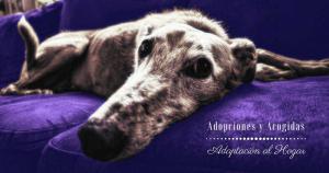 adopciones y acogidas adaptacion al hogar curso online