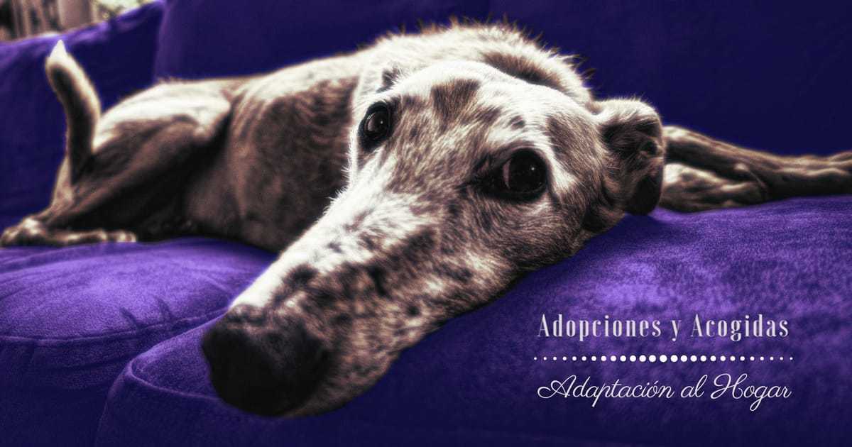 adopciones y acogidas adaptacion al hogar curso online