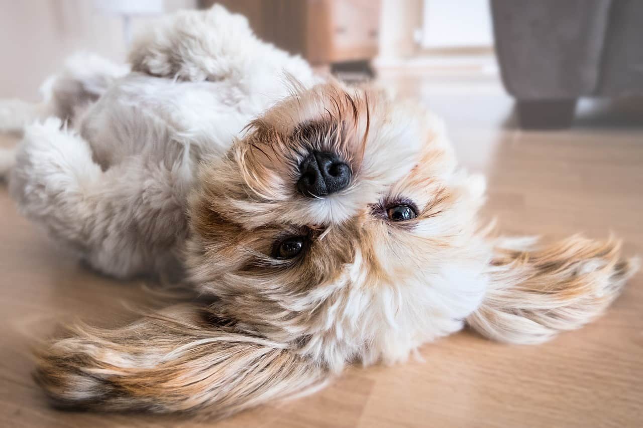 perro adorable pipis en casa consejos adoptante