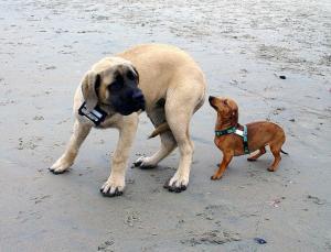 Perro asustado miedo lenguaje cola perros