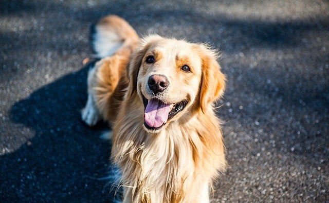 golden retriever terapia