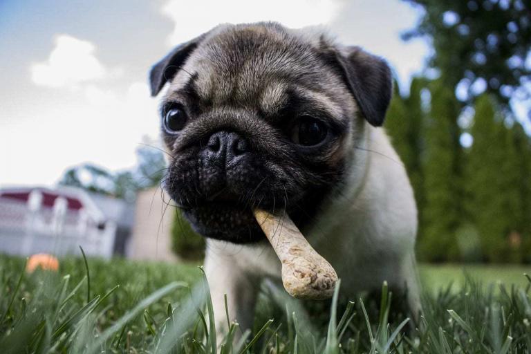 tipos de alomentacion canina