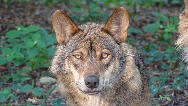 La mirada de los perros puede haber evolucionado para comunicarse con nosotros