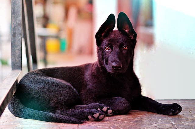 bases educativas cachorro
