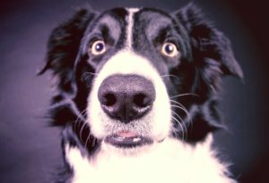 emociones animales perros