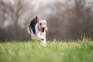 Cómo puedes hacer que tu animal sea eco