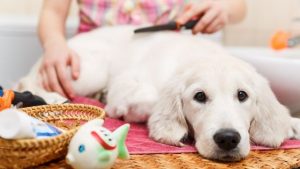 Acostumbrar al Cachorro al Cepillado