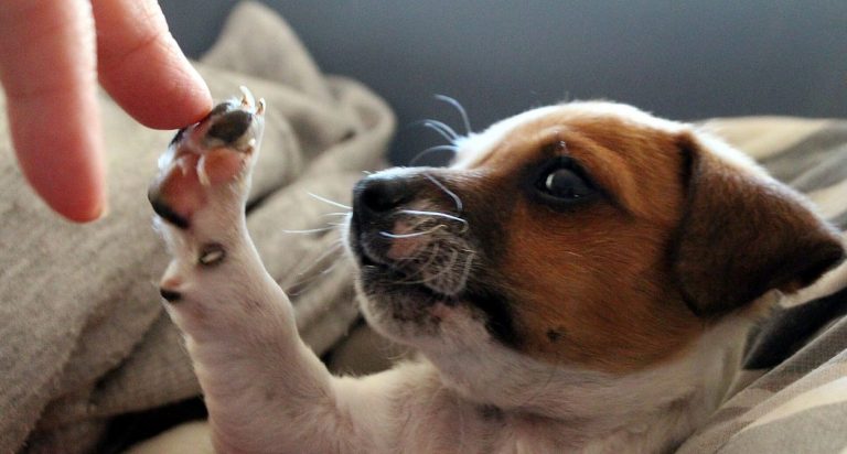 comida completa para perros