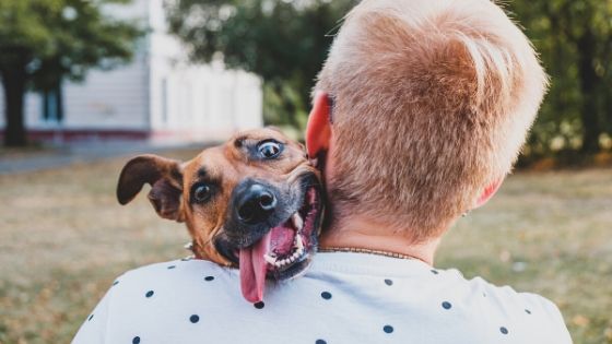 contagiando el estrés al perro