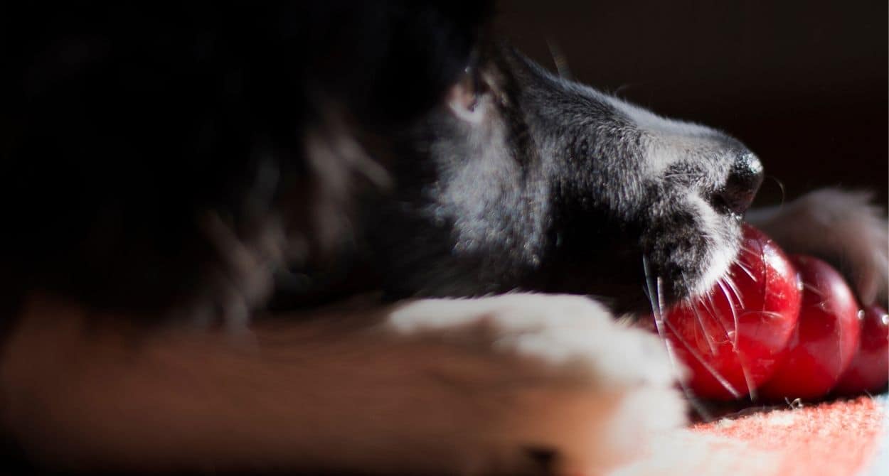 Juguetes kong para perros