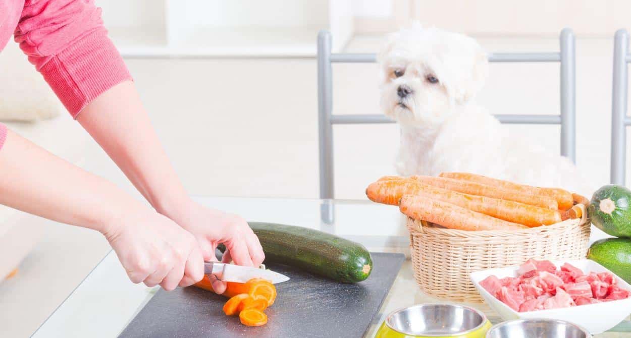 ¿Es bueno dar comida casera a los Perros?