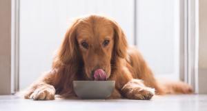 ¿Es bueno dar comida casera a los Perros?