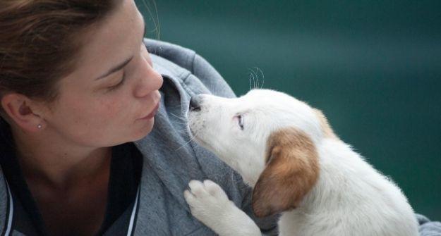 estres en perros perro amor