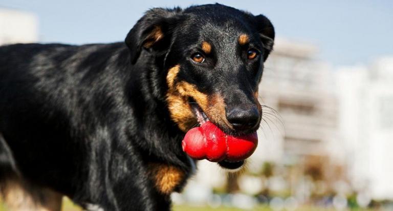 kong perros rellenar