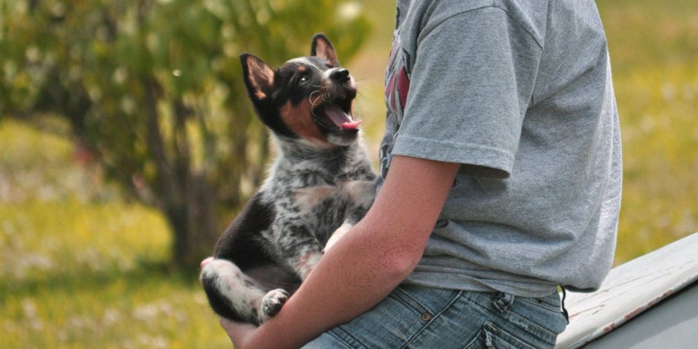 acostumbrar al cachorro a las caricias y al contacto el cachorro y su educacion 7