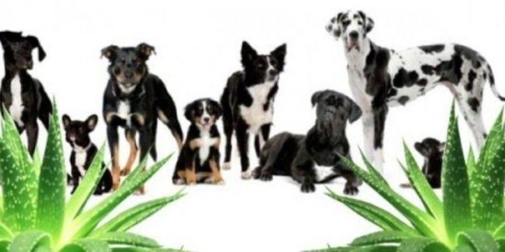 aloe vera para perros y animales