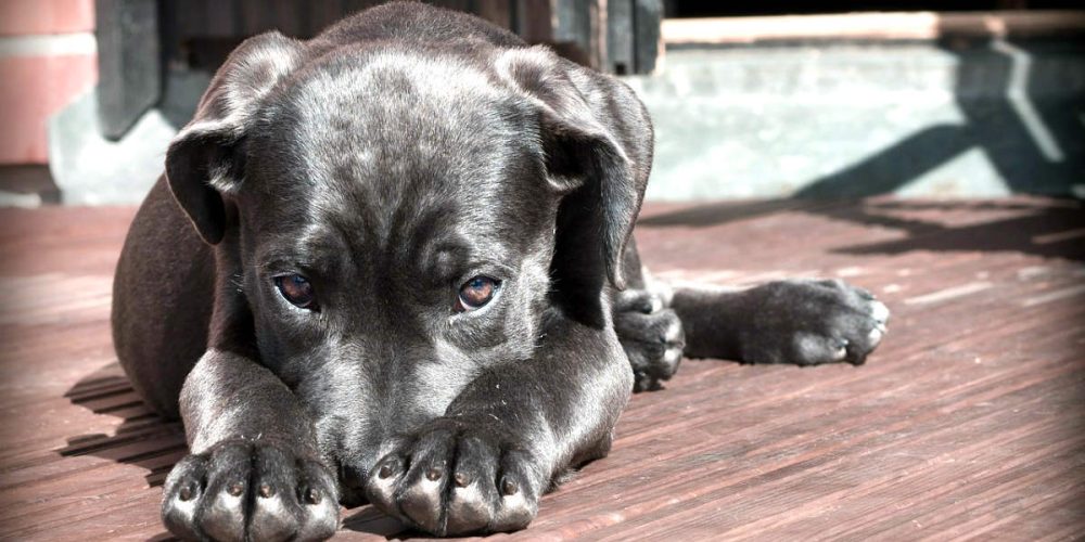 ansiedad por separacion el cachorro y su educacion b