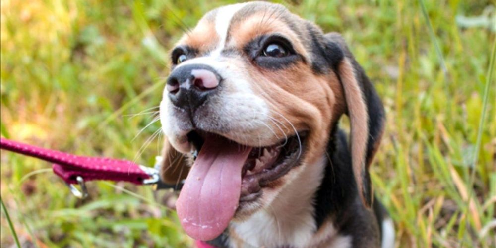 aprender a no tirar de la correa cachorro