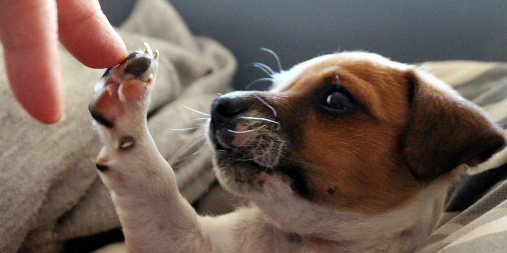 comida completa para perros