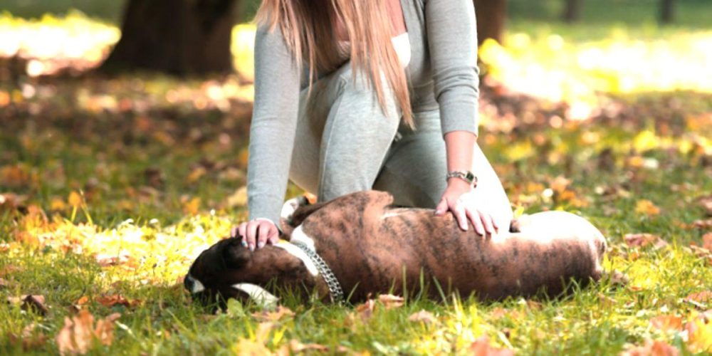 como dar reiki a los perros y otros animales