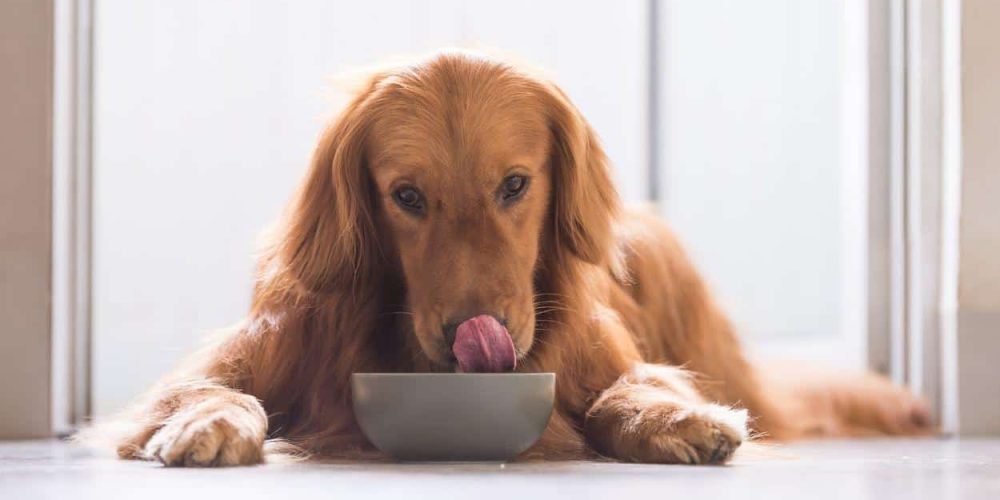 ¿Es bueno dar comida casera a los Perros?
