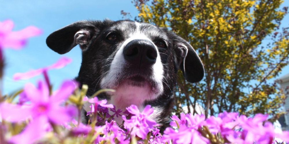 flores de bach para perros y animales