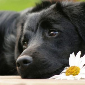 flores de bach perros