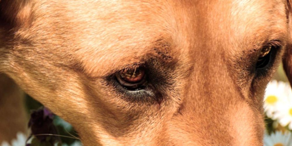 Girar la Cabeza y Apartar la Mirada Señales de Calma Lenguaje Canino