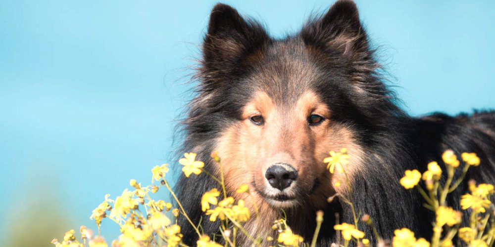 guia de flores de bach para animales