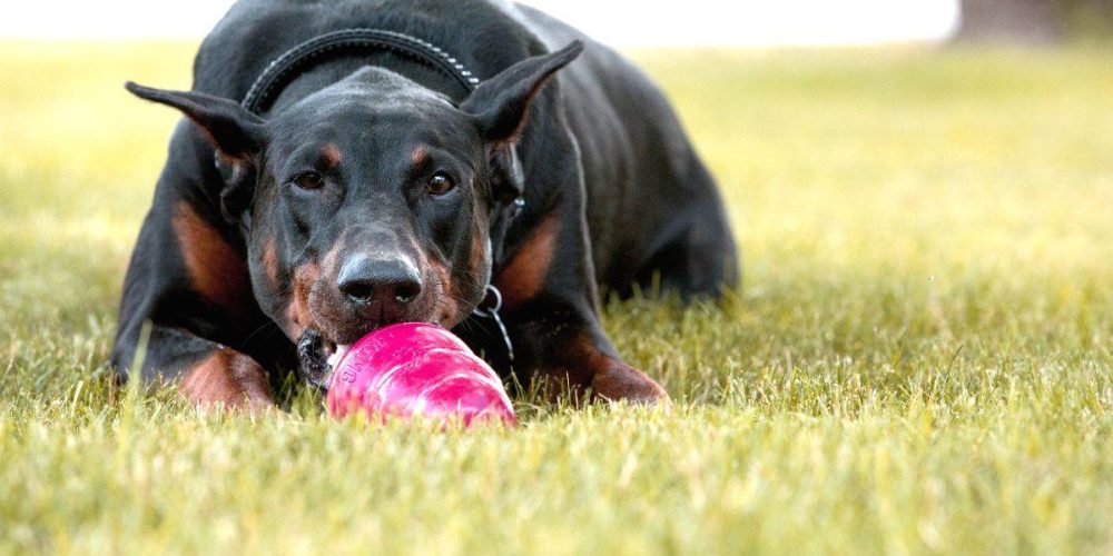 helados para perros