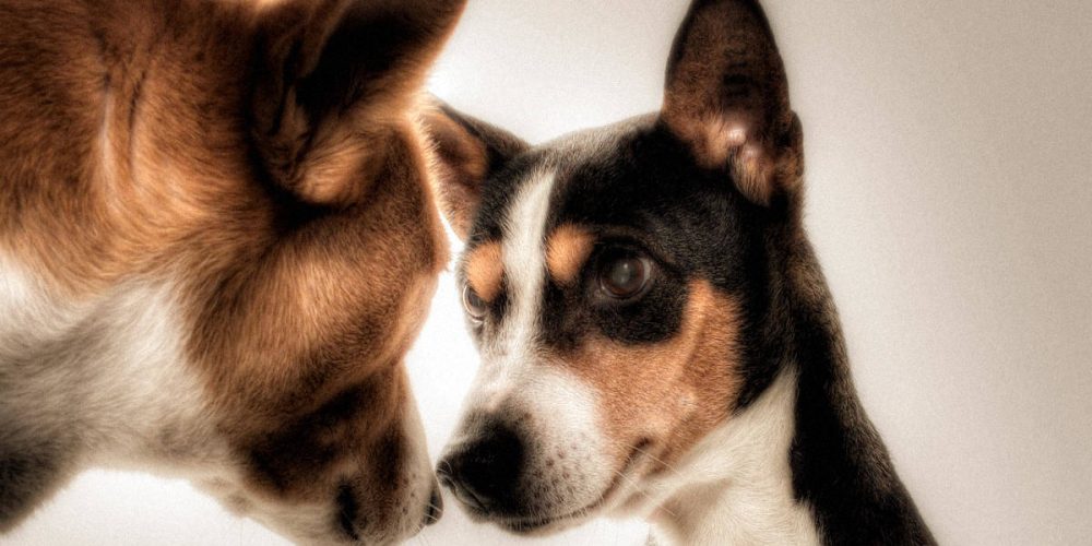 como se comunican los perros entre ellos