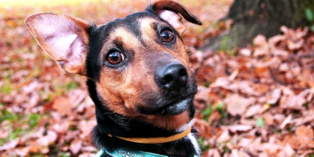 Como Pasear a un Perro Correctamente