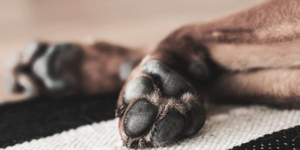 patitas de tu perro