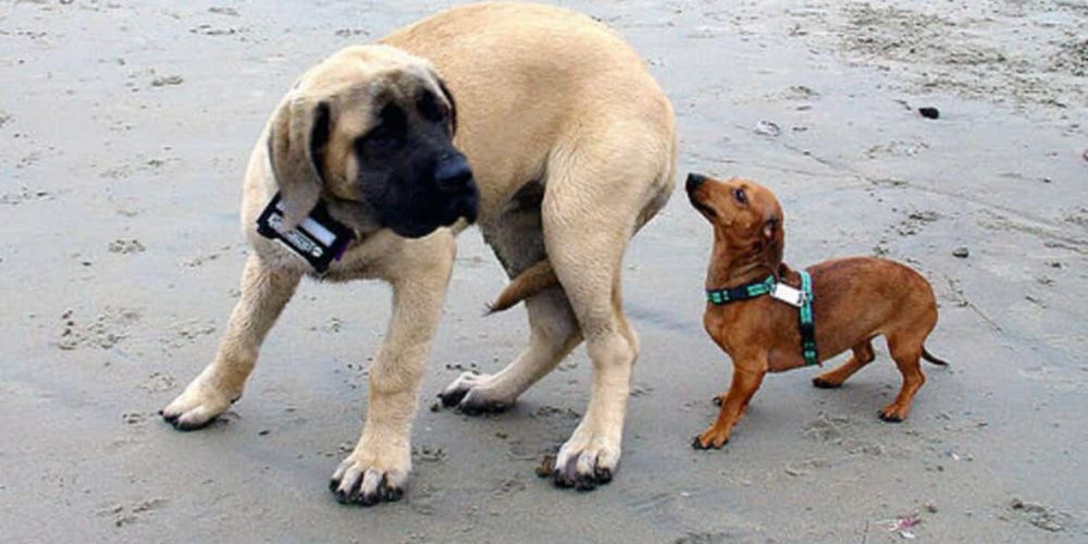 Perro asustado miedo lenguaje cola perros