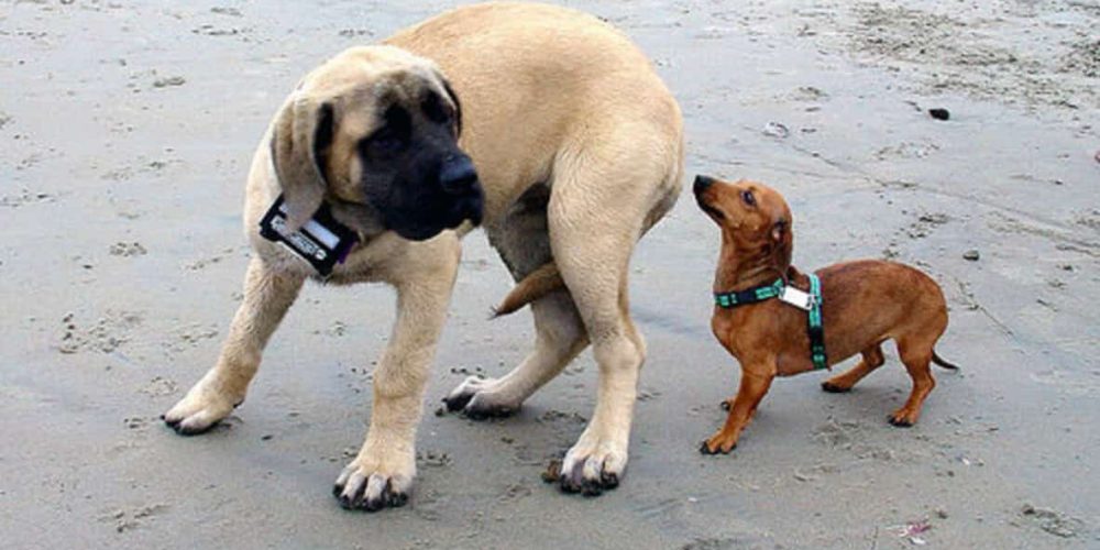 Perro asustado miedo lenguaje cola perros