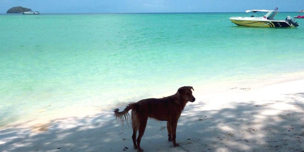 playa para perros